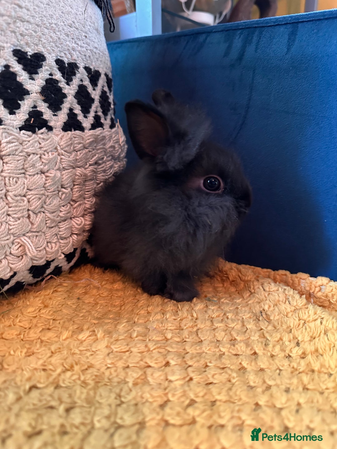 Lionhead rabbits for sale: Lionhead Babies for Sale  - Image 3