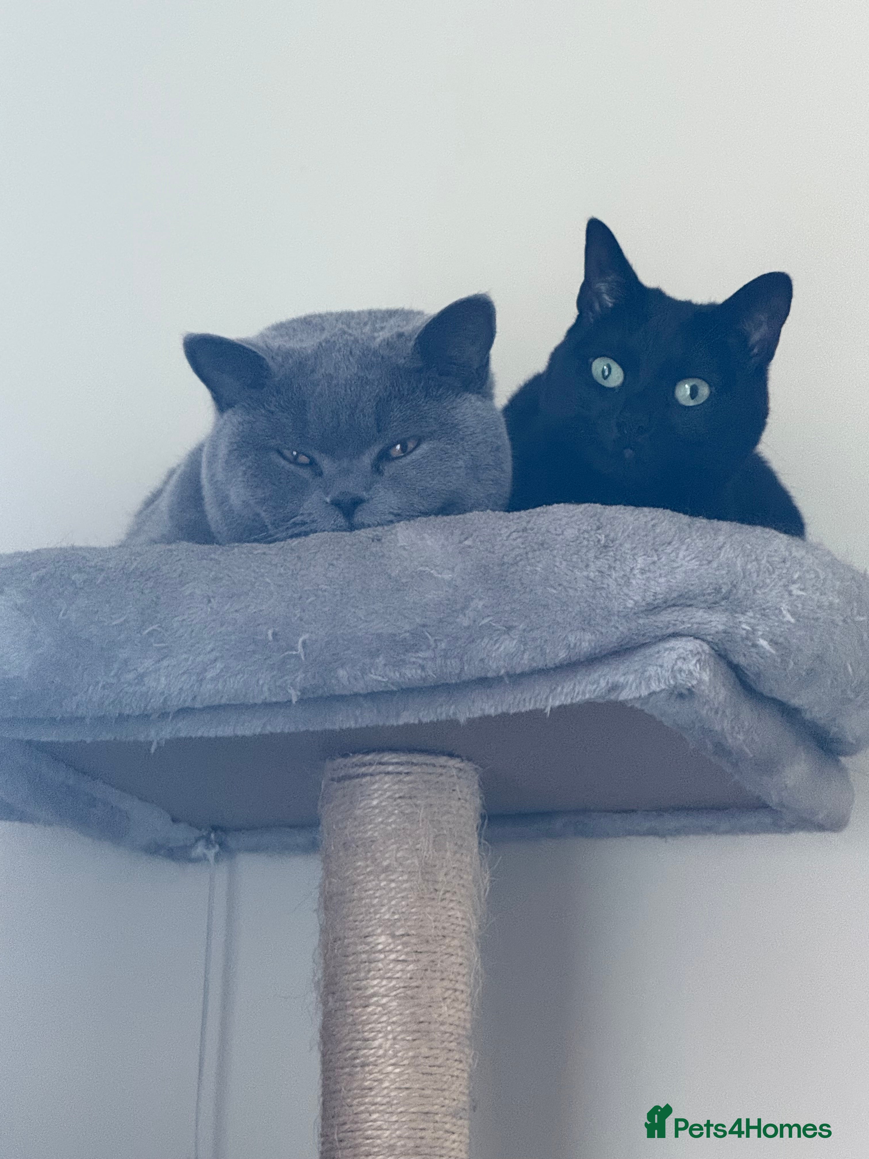 British Shorthair cats Bonded British Shorthair & Domestic Shorthair - Advert 2