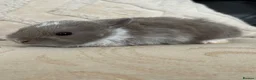 Netherland Dwarf rabbits for sale: 5 Adorable Netherland Dwarf Bunnies  🐰  - Advert 6