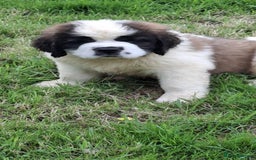 Saint Bernard dogs for sale: KC reg Saint Bernard puppies READY NOW - Image 19