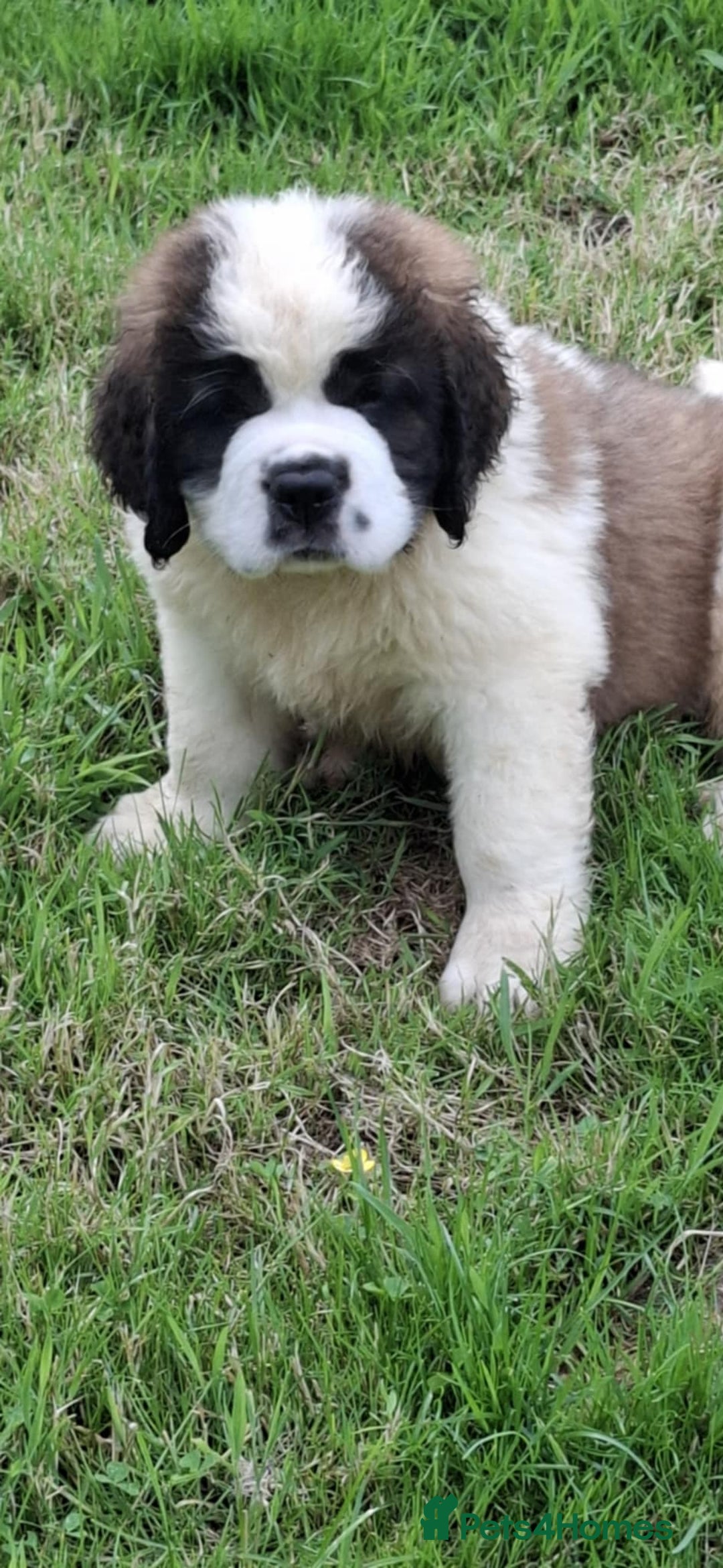 Saint Bernard dogs for sale: KC reg Saint Bernard puppies READY NOW - Image 19