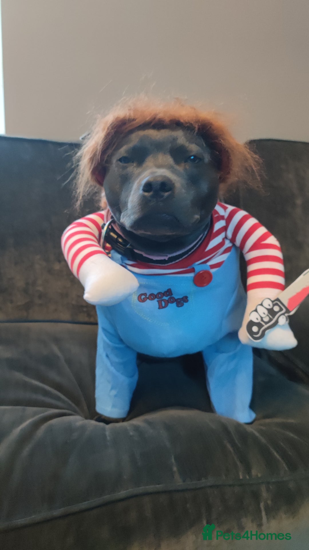 Staffordshire Bull Terrier dogs for sale: Beautiful KC reg Staffordshire bull terriers - Advert 11