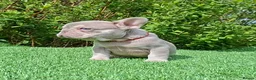 French Bulldog dogs for sale: Gorgeous French Bulldog Puppies  - Advert 15