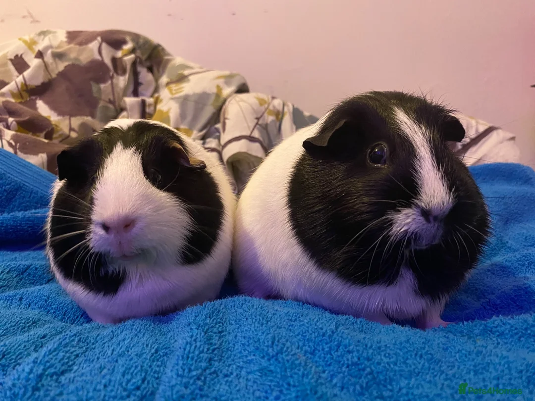 Guinea Pig rodents for sale: Two Female Guinea pigs  in Ferryhill - Advert 2
