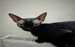 Sphynx cats for sale: Mixed sphynx kittens for sale  - Image 8