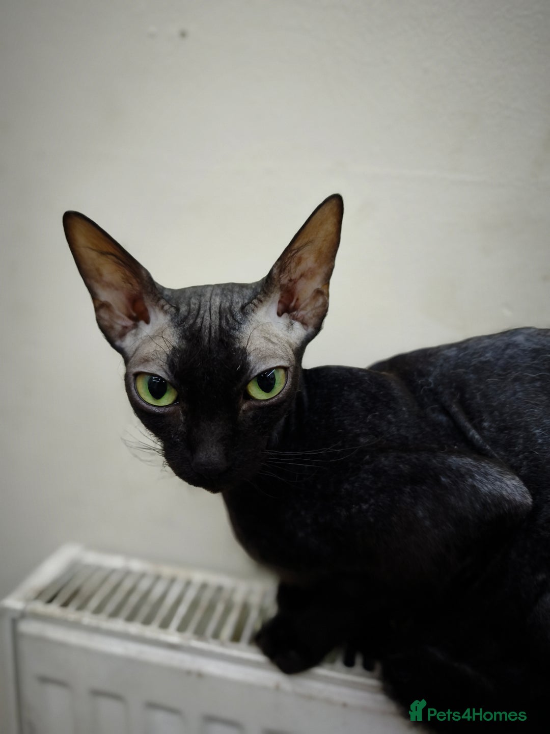 Sphynx cats for sale: Mixed sphynx kittens for sale  - Image 8