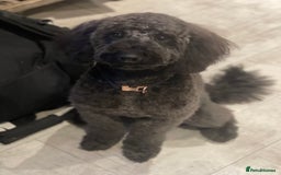 Labradoodle dogs for sale: Looking for a forever home  - Image 3