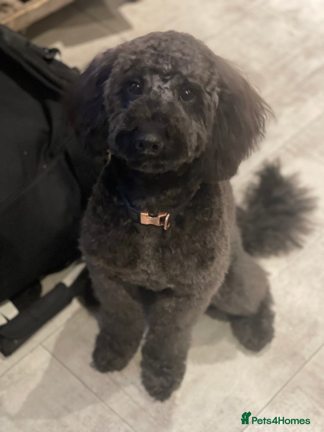 Labradoodle dogs for sale: Looking for a forever home  - Image 3