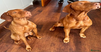 Hungarian Vizsla dogs - Advert 5