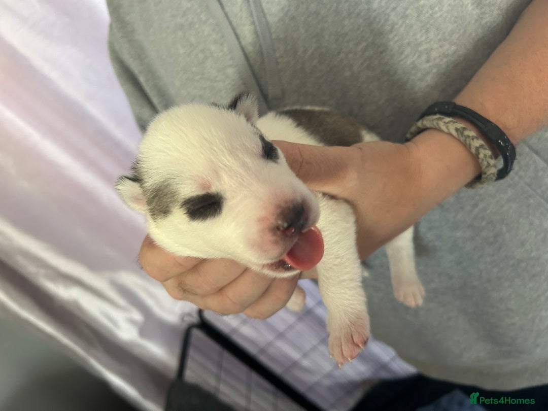 Siberian Husky dogs for sale: Rare piebald husky puppies have now arrived  - Image 9