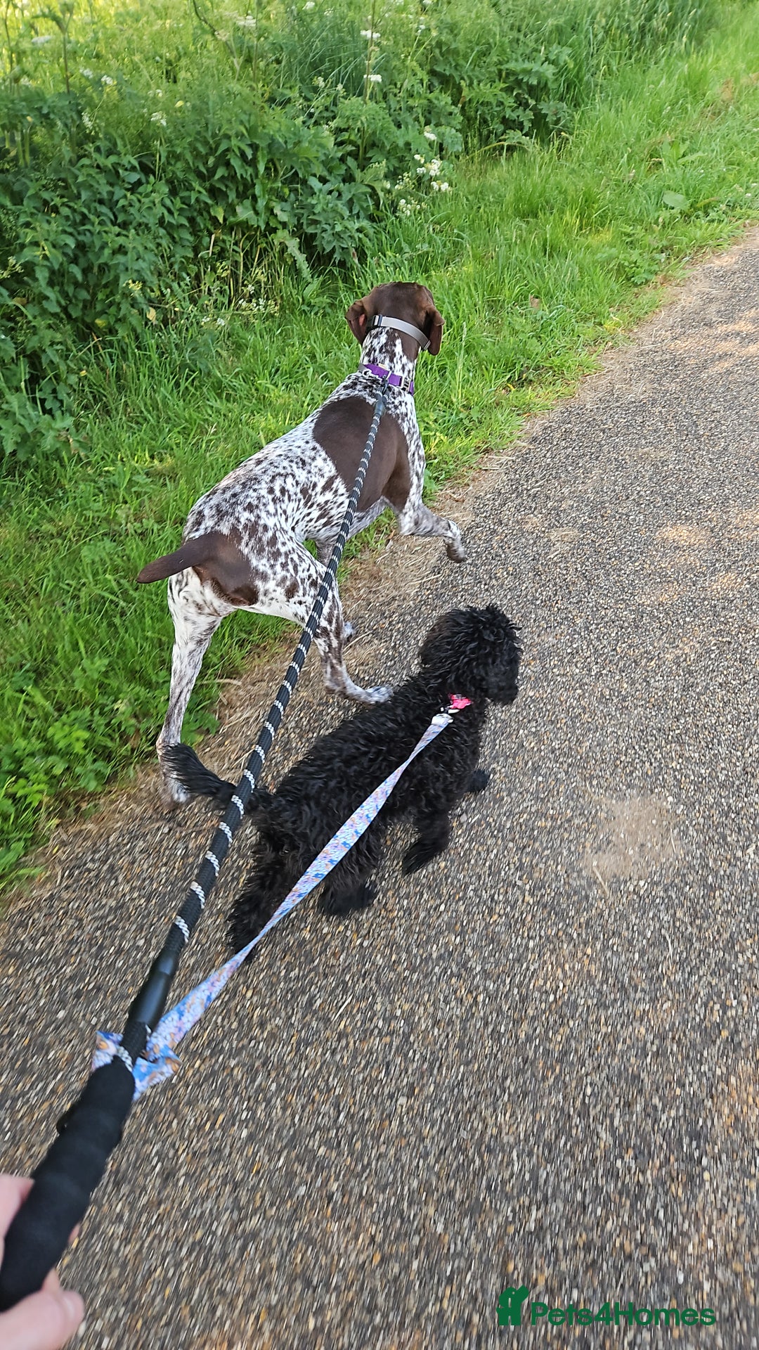 Maltipoo dogs for sale: 6 months old maltipoo - Image 6