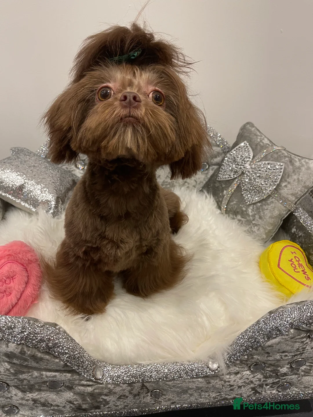 Shih Tzu dogs for stud: STUNNING CHOCOLATE IMPERIAL SHIHTZU OPEN AT STUD in Grays - Advert 13