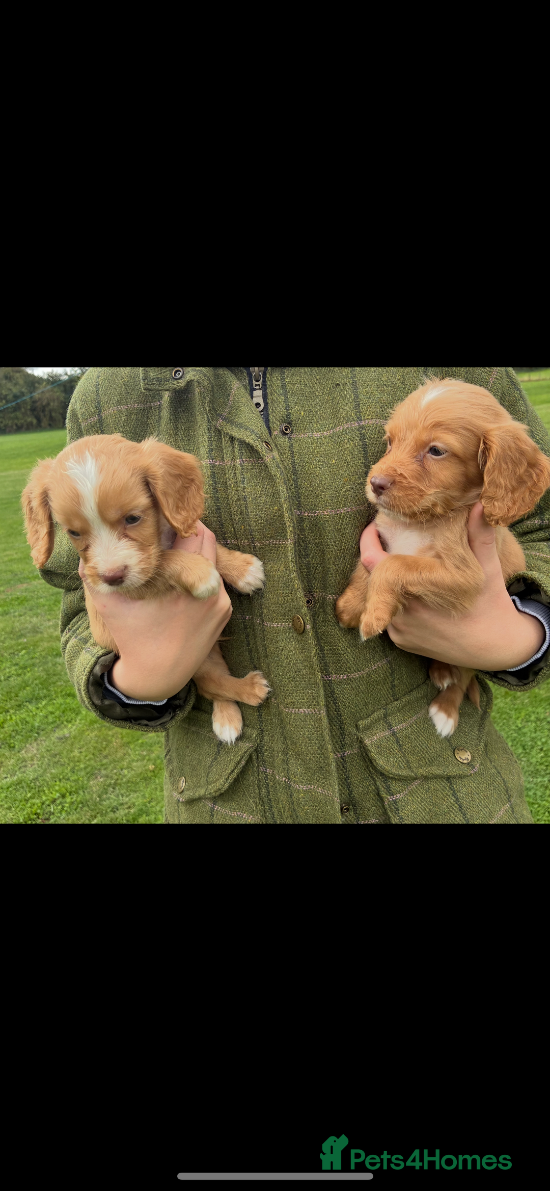 Cocker Spaniel dogs for sale: WORKING COCKER SPANIELS - Image 10