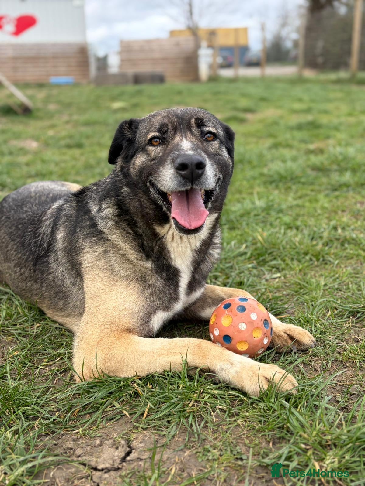 Mixed Breed dogs Tully is waiting for a family (female only) - Advert 1