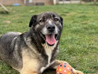 Mixed Breed dogs Tully is waiting for a family (female only) - Advert 1