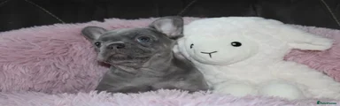 Girl stitch 