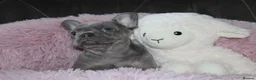 French Bulldog dogs for sale: 💜BLUEBELLE  THE LAST LITTLE BLUE GIRL 💜 - Advert 9