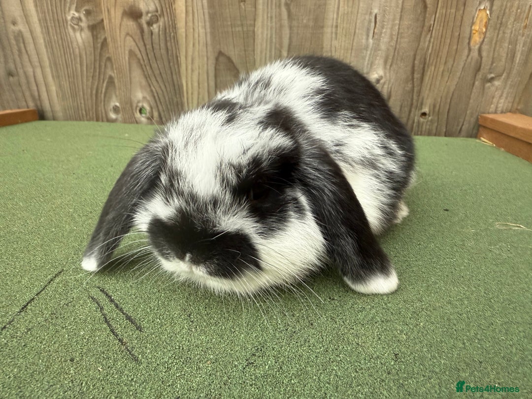 Mini Lop rabbits for sale: Mini lop bucks  - Advert 4