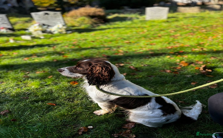 English Springer Spaniel dogs - Advert 1