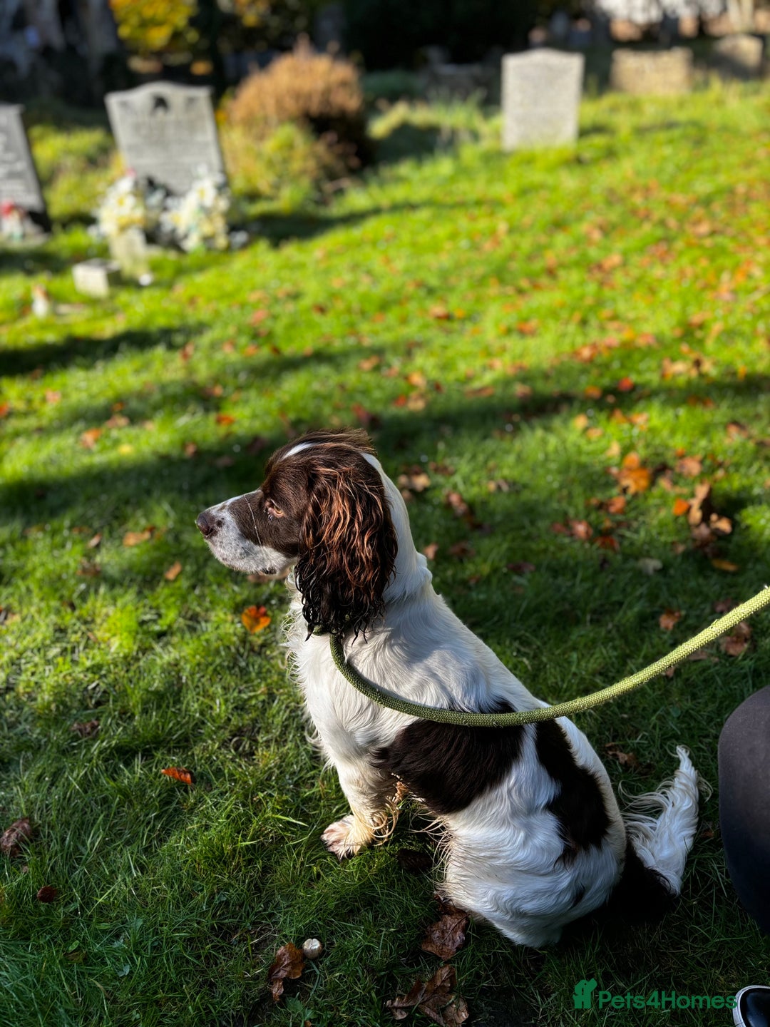 English Springer Spaniel dogs for sale: Chase   - Image 1