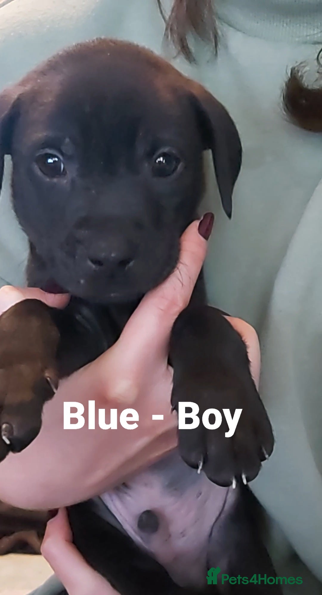 Mixed Breed dogs for sale: Lab Cross Puppies for Sale - Image 8