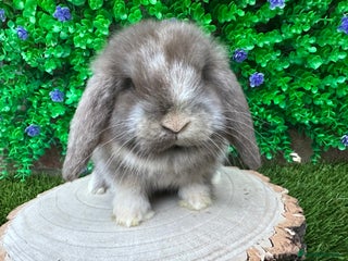 Mini Lop rabbits Stunning mini lop bunnies ready to reserve - Advert 1