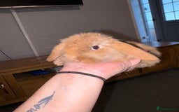 Mini Lion Lop rabbits for sale: Mini lion lop looking for home  - Advert 1