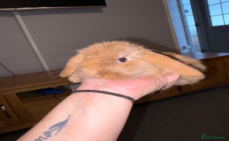 Mini Lion Lop rabbits Mini lion lop looking for home - Advert 1