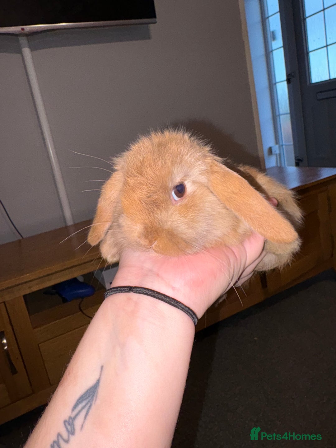 Mini Lion Lop rabbits for sale: Mini lion lop looking for home  - Advert 1