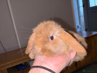 Mini Lion Lop rabbits Mini lion lop looking for home - Advert 11