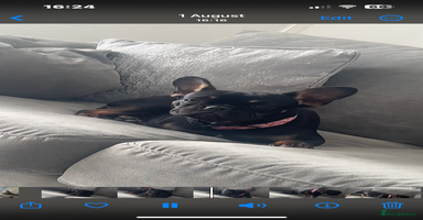 French Bulldog dogs - Advert 2