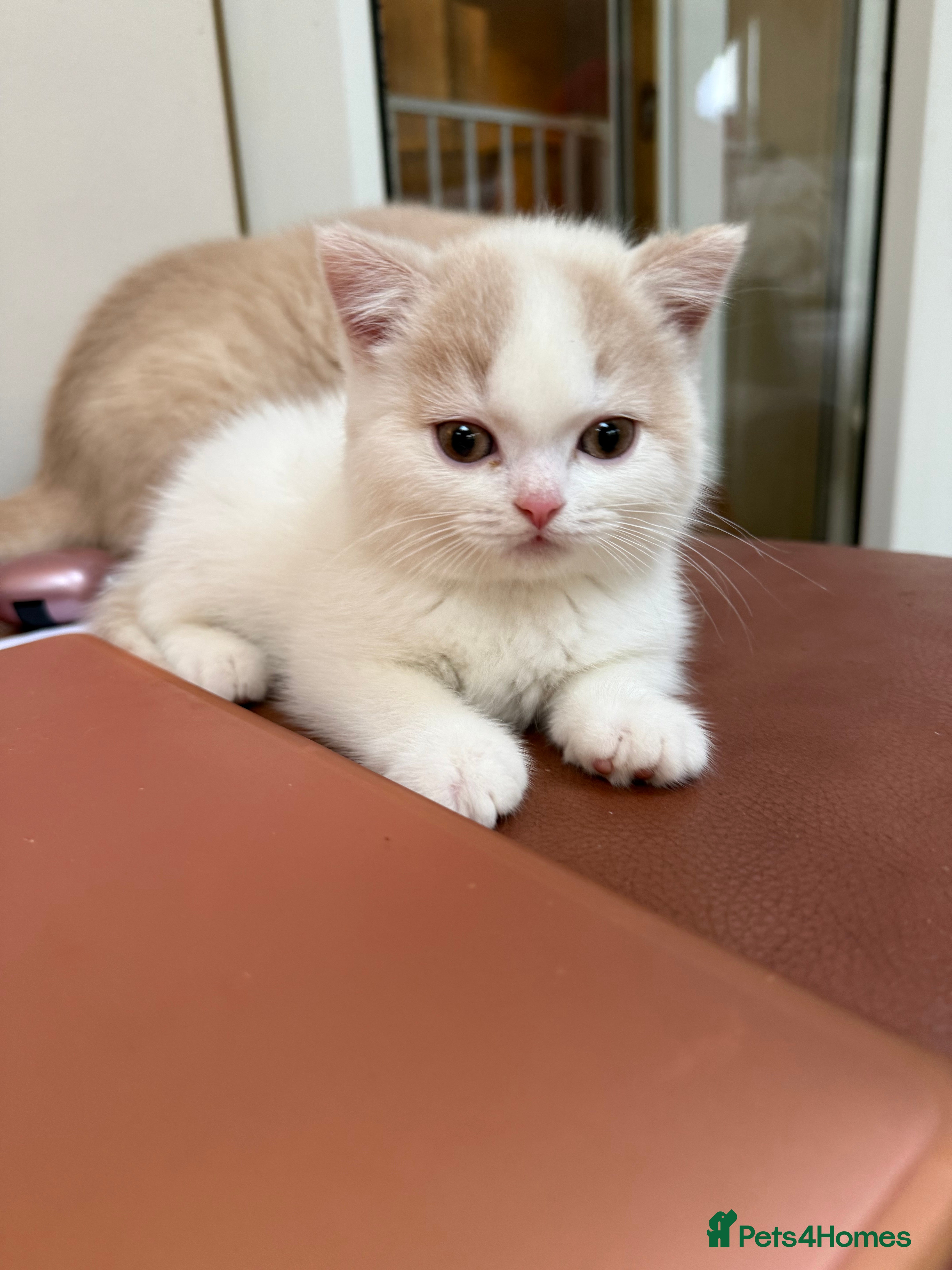 British Shorthair cats Beautiful GCCF Registered Baby Boy - Georgie 💙 - Advert 4