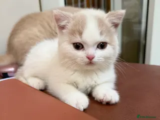 British Shorthair cats Beautiful GCCF Registered Baby Boy - Georgie 💙 - Advert 4