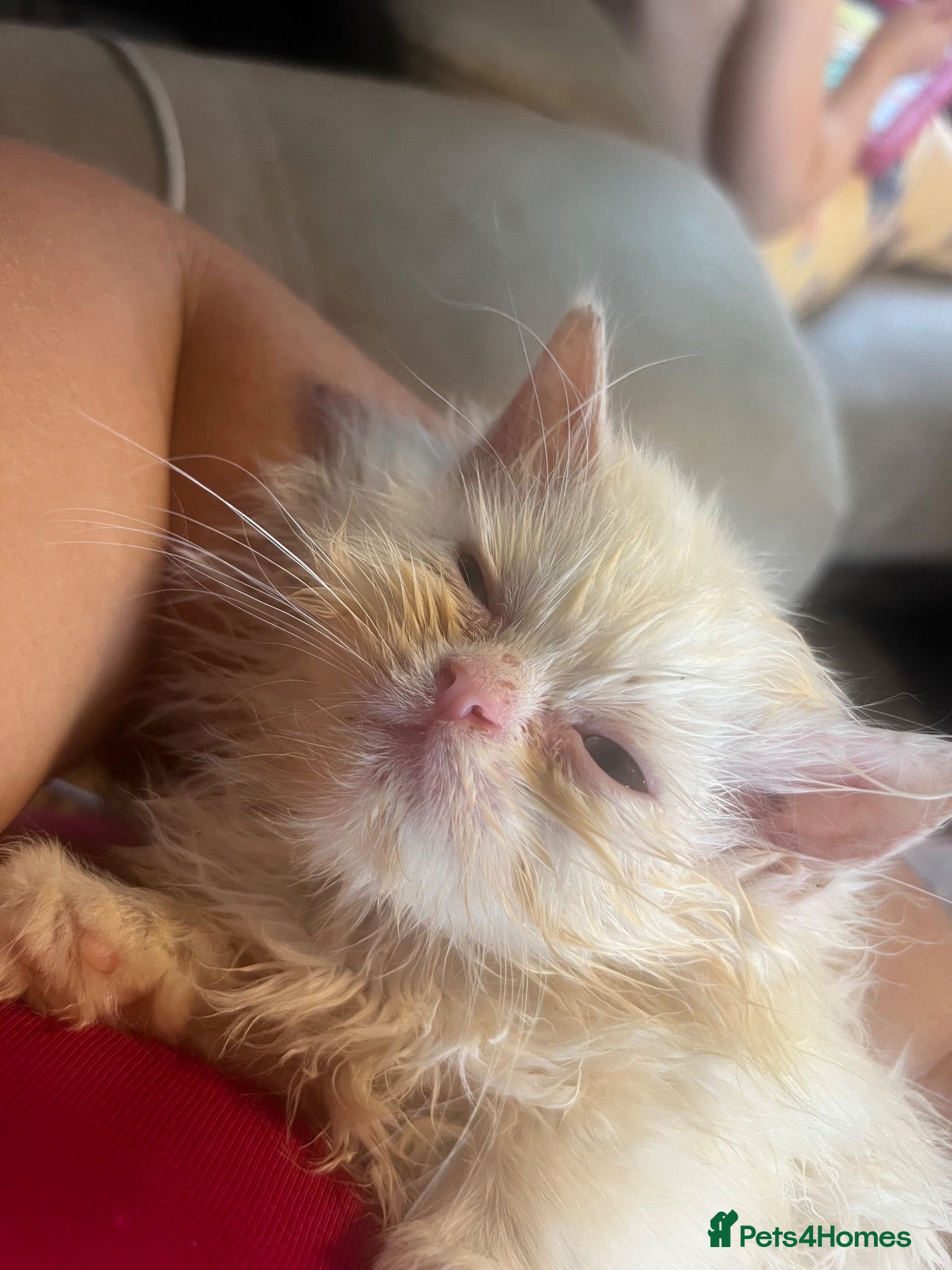 Persian cats Fluffy Persian kittens 🐱3 left - Advert 2