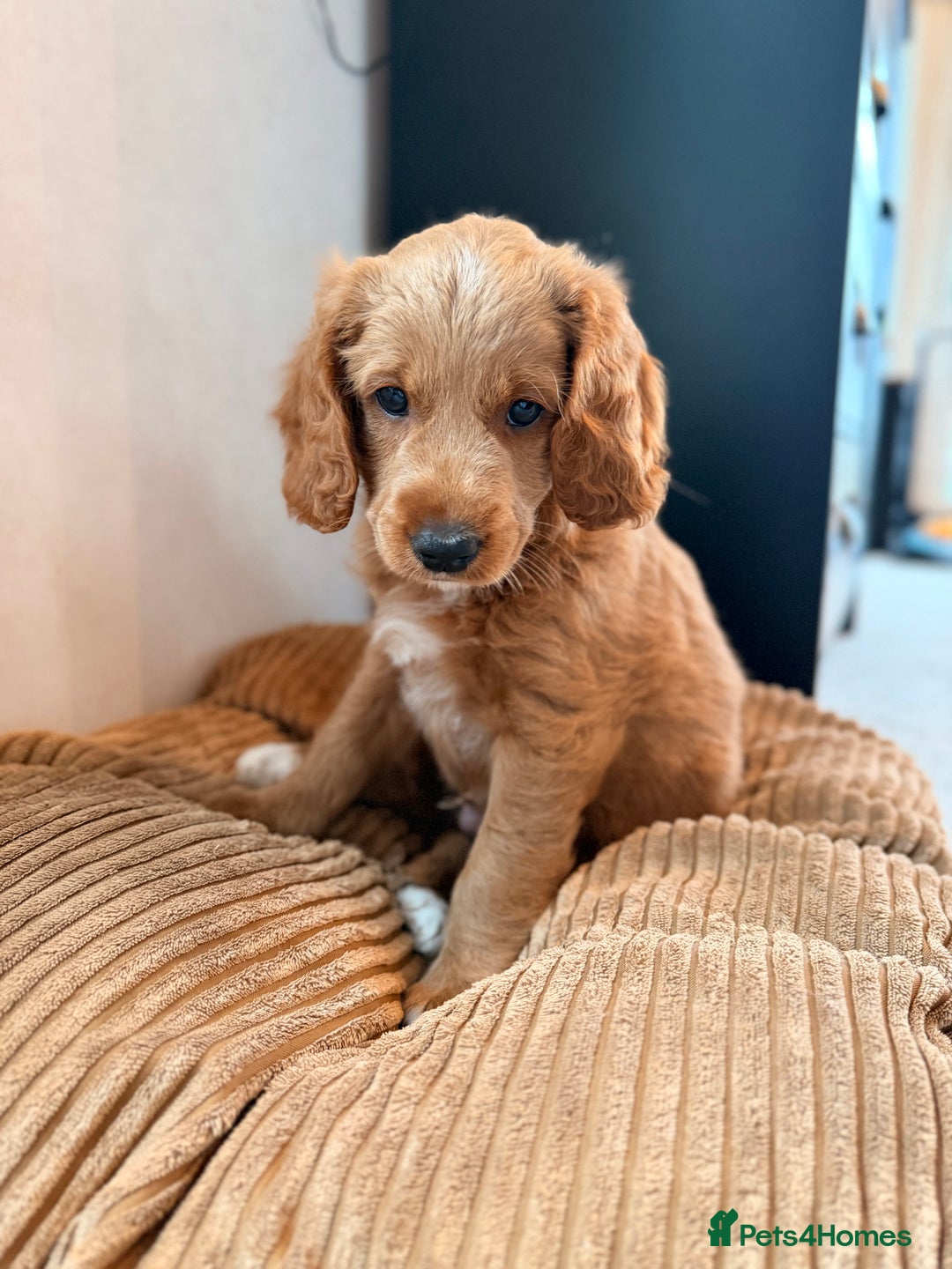 Australian Labradoodle dogs for sale: 🐶READY FOR NEW 🏡 Pure Australian Labradoodle  - Image 15