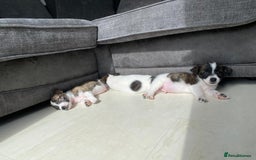 Jack Russell dogs for sale: Beautiful jack russle puppies - Image 23