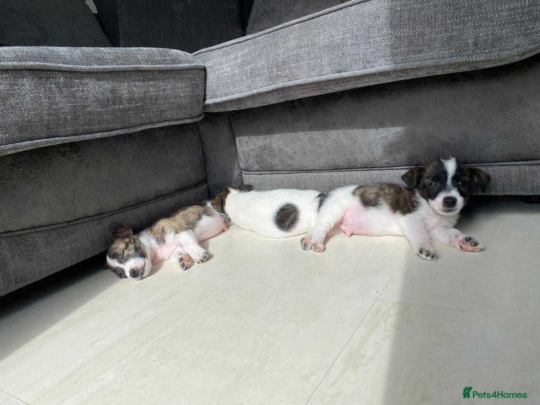 Jack Russell dogs for sale: Beautiful jack russle puppies - Image 23