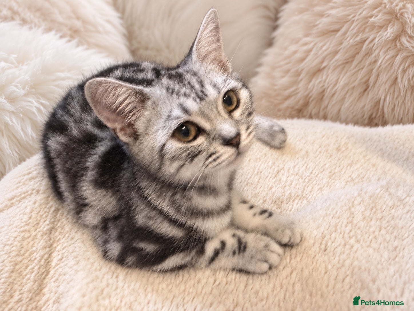 British Shorthair cats Stunning Silver BSH Kittens GCCF Champion Lines - Advert 2