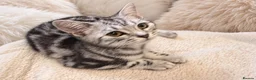British Shorthair cats for sale: Stunning Silver BSH Kittens GCCF Champion Lines - Advert 13