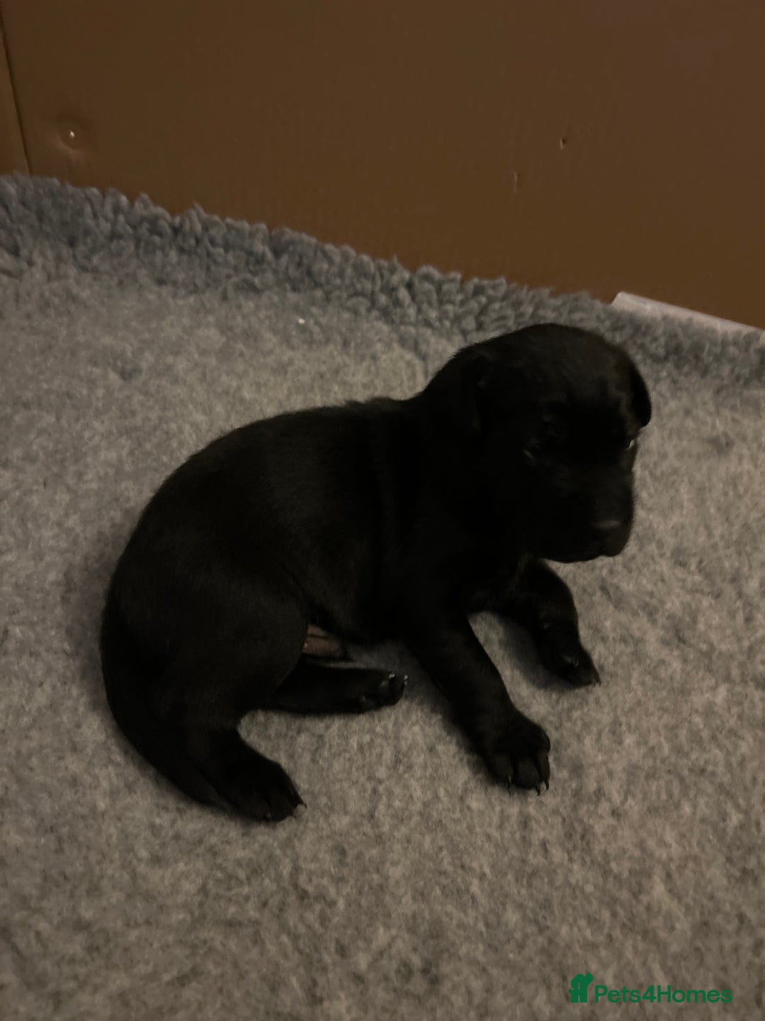 Labrador Retriever dogs for sale: KC registered Labrador Retriever puppies  - Advert 6
