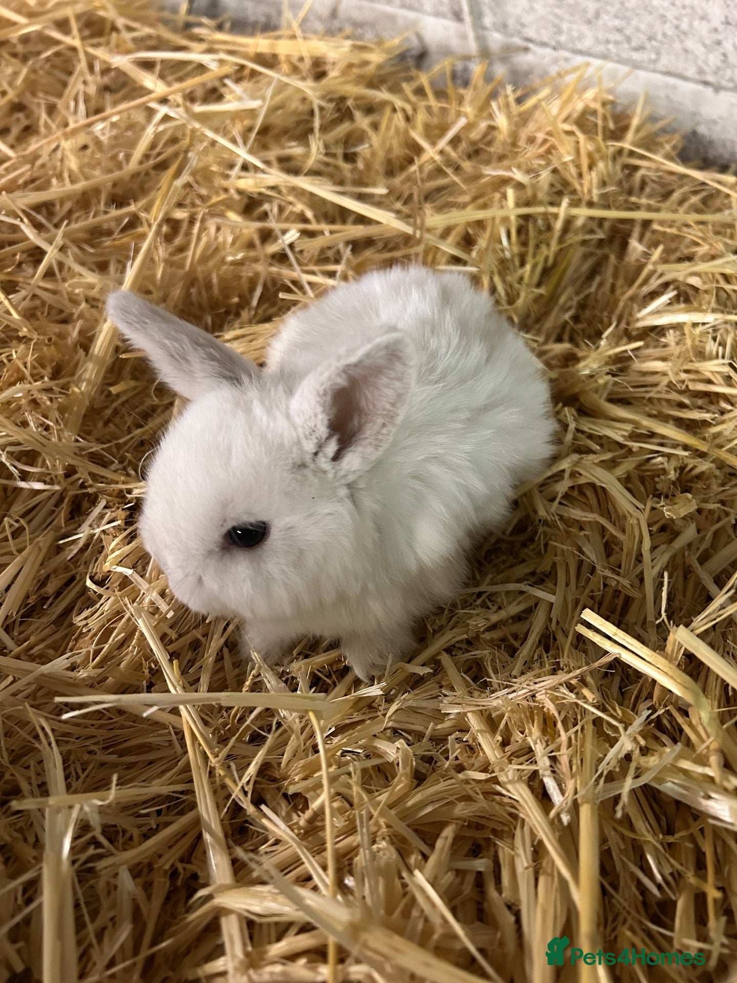 Mini Lop rabbits Mini lop - Advert 2