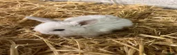 Mini Lop rabbits for sale: Mini lop - Advert 4