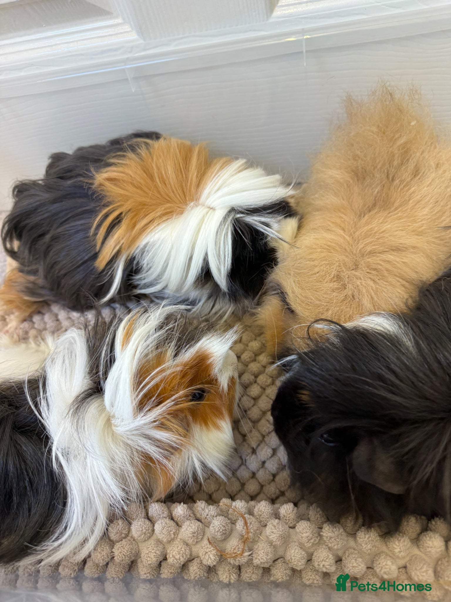 Guinea Pig rodents Herd of 4 female guinea pigs  - Advert 4