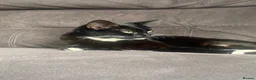 Mixed Breed cats for sale: 3 kittens and Mum Cat - Advert 4