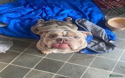 English Bulldog dogs for sale: English Bulldog Pair for Breeding - Image 17