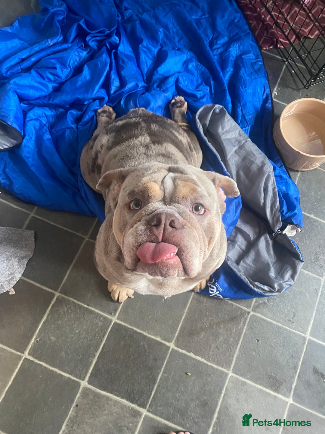 English Bulldog dogs for sale: English Bulldog Pair for Breeding - Image 17