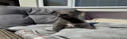 Whippet dogs for sale: Blue Whippet Boy Pup Ready Now - Advert 2