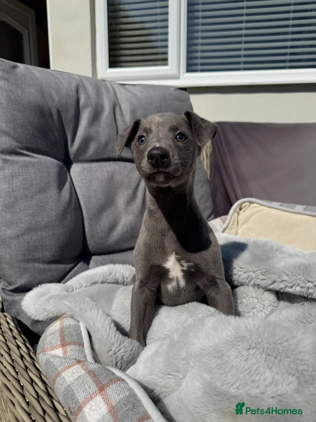 Whippet dogs for sale: Blue Whippet Boy Pup Ready Now - Advert 2
