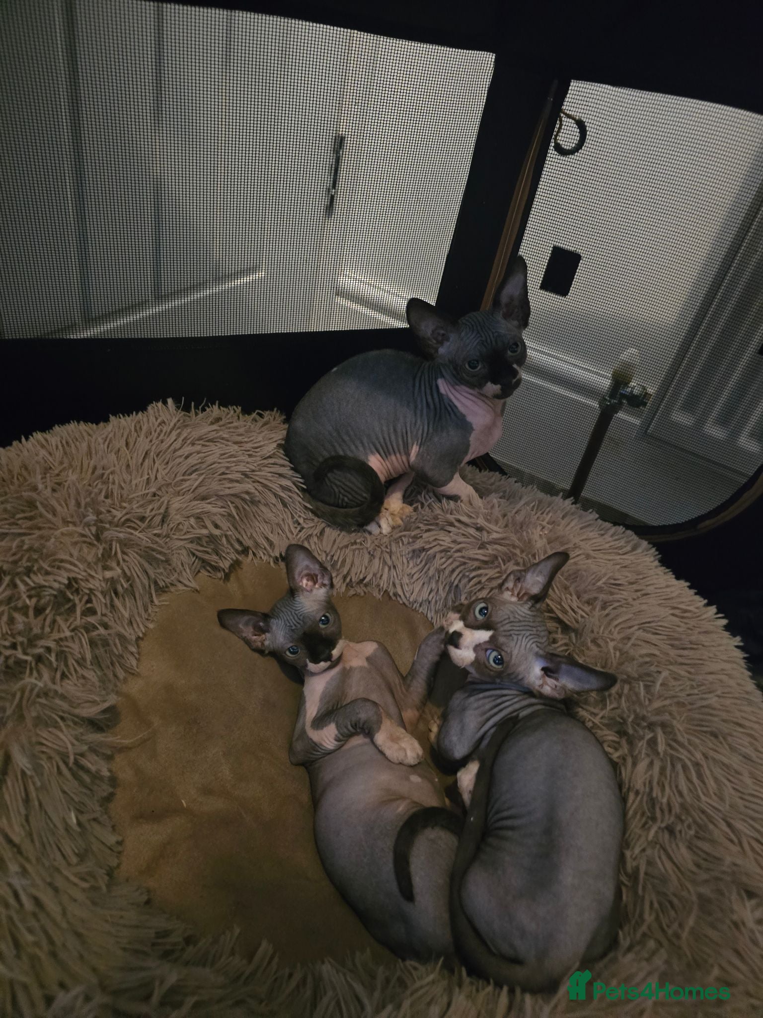 Sphynx cats Ready Sphynx Kittens Looking for Their Forever 🏰 - Advert 15