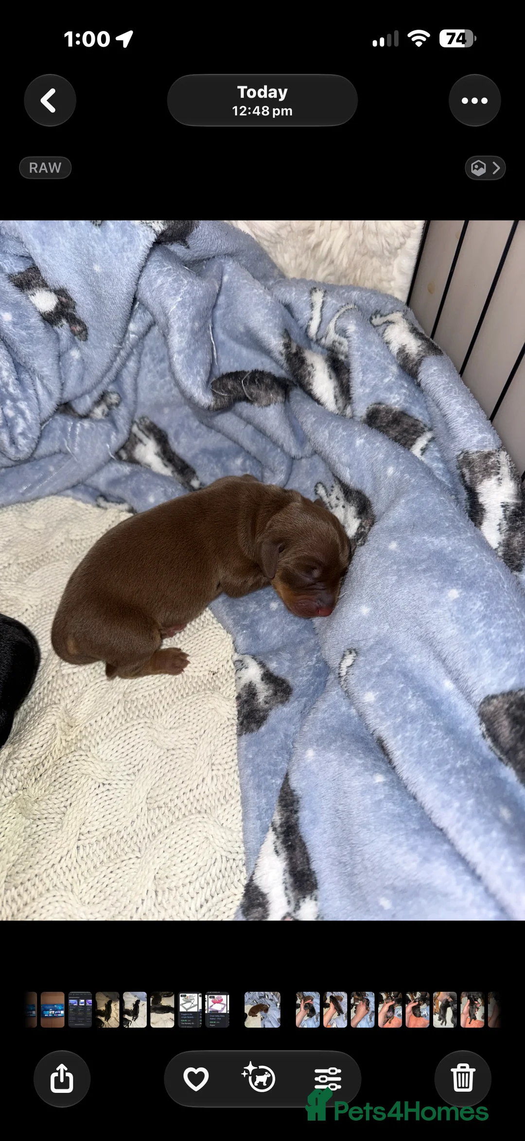 Dachshund dogs for sale: DACHSHUND PUPPIES!  - Advert 15